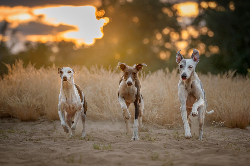 Whippets sind wie Chips, nur eins geht nicht.